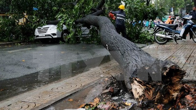 Đắk Nông: Mưa lớn kéo đổ cây thông khô đè hai mẹ con tử vong tại chỗ Ảnh 2