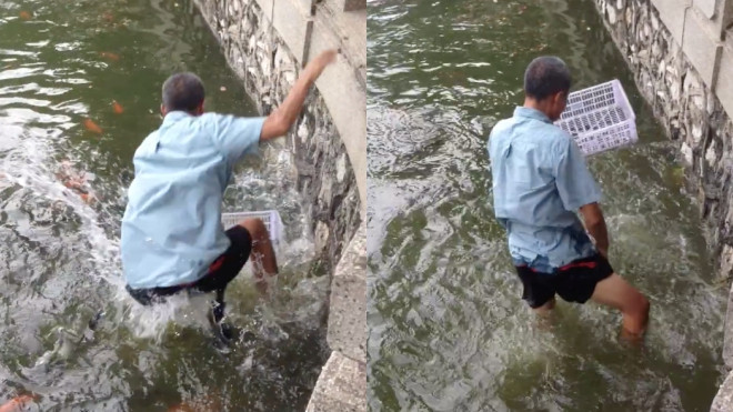 Cái kết đắng của kẻ bắt trộm cá Koi Nhật ở hồ Thủ Lệ Ảnh 2