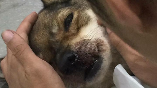 Ánh mắt ám ảnh của chú chó bị con người đánh vỡ hộp sọ để giết thịt Ảnh 2