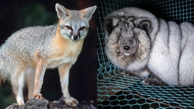 Góc khuất phía sau những con cáo béo ú ở Phần Lan Ảnh 2