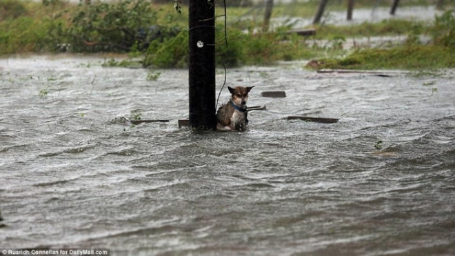 Hình ảnh những chú chó bơ vơ, ngập giữa dòng nước lớn trong trận bão mạnh nhất thập kỷ ở Mỹ Ảnh 2