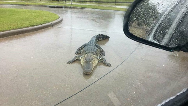 Siêu bão Harvey: Người Việt không dám ra đường vì sợ rắn và cá sấu Ảnh 2