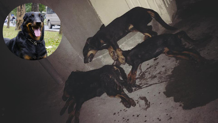 Hà Nội: Xót xa hình ảnh cả đàn chó Beauceron bị đánh bả chỉ vì sủa nhiều? Ảnh 2