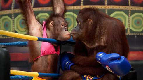 Hài hước: Trận boxing “tỷ đô” của…khỉ Ảnh 2