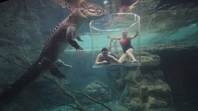 Khiếp đảm trò chơi 'mèo vờn chuột' với cá sấu Ảnh 2