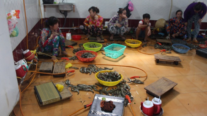 Bắt quả tang cơ sở bơm tạp chất tạo thịt giả vào tôm Ảnh 2