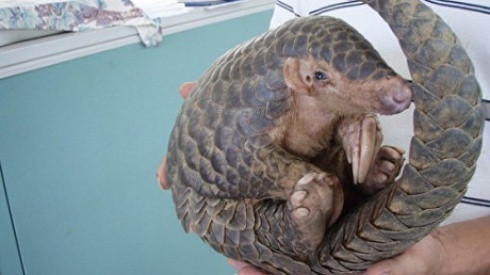 Chú tê tê bị đánh chảy máu, hun khói đến ngạt thở, nhưng quyết không duỗi mình và sự thật phía sau Ảnh 2