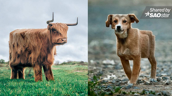 Chuyện gì sẽ xảy ra nếu mọi thứ bỗng hoá thành … hình vuông? Ảnh 2