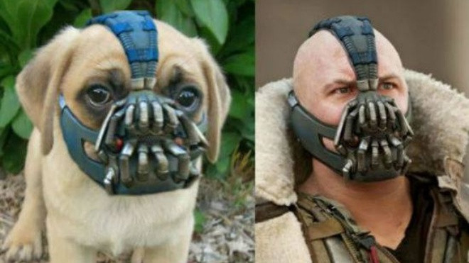 Không nhịn được cười với những kiểu rọ mõm chó có 1-0-2 Ảnh 2