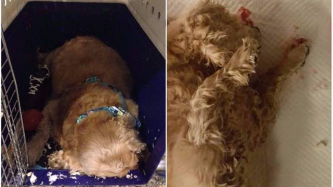 Làm chết chó cưng của hành khách, hãng Singapore Airlines liệu có phải bồi thường? Ảnh 2