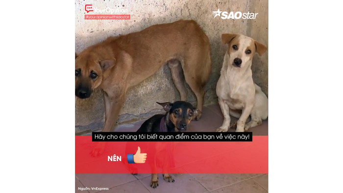 BẮT CHÓ CHẠY RÔNG, CÓ NÊN HAY KHÔNG??? Ảnh 2