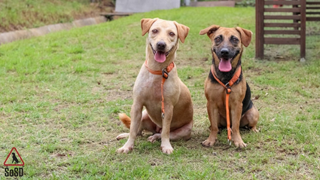 Xem cách người Singapore 'xử lý' chó lang thang Ảnh 2