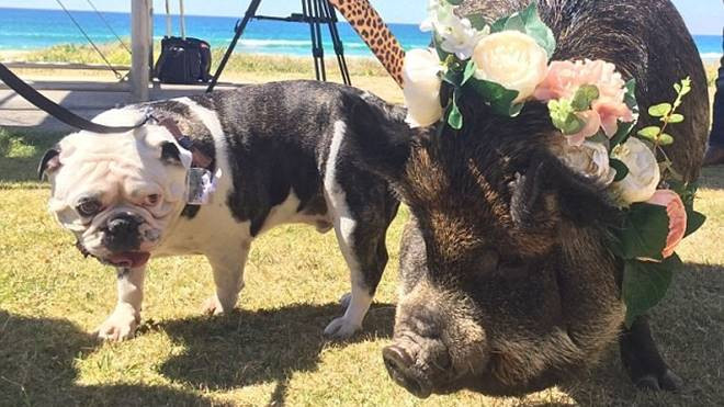 Đám cưới với phù dâu heo và phù rể chó Ảnh 2
