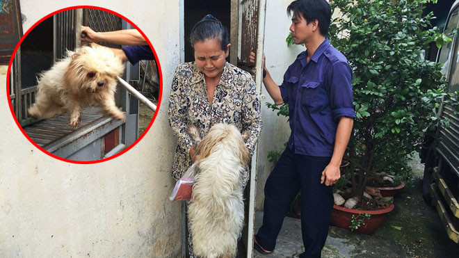 Đội trưởng đội bắt chó thả rông: 'Nhiều chủ chó chửi bới, trù ẻo con chúng tôi khi sinh ra bị dị tật…' Ảnh 2