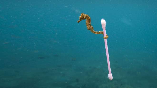 Ảnh gây sốc: Cá ngựa 'khệ nệ' cõng bông ngoáy tai giữa biển sâu Ảnh 2