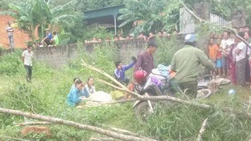 Cây đổ sau bão khiến hai người chết Ảnh 2