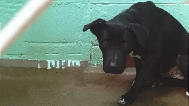 Có thể bạn không tin, nhưng đây chính là tâm trạng của một chú chó bị bỏ rơi tại trung tâm cứu trợ động vật Ảnh 2