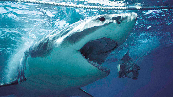 10 bộ phim đáng sợ nhất về 'hung thần cáp quang': Cá mập Ảnh 2