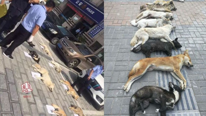 Trung Quốc: Không có thịt bán, chủ nhà hàng đi săn trộm chó hàng xóm về làm lẩu Ảnh 2