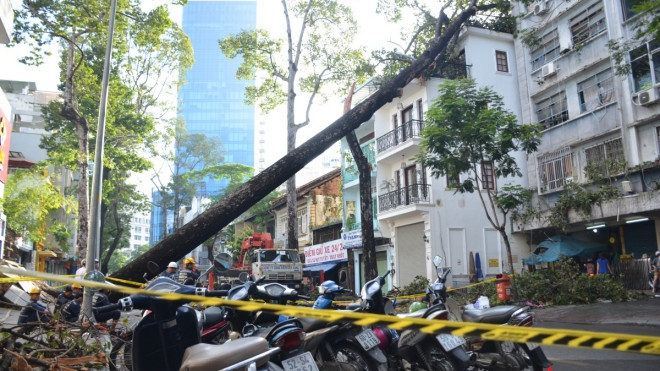 Cây cổ thụ bật gốc đổ sập vào nhà dân Ảnh 2