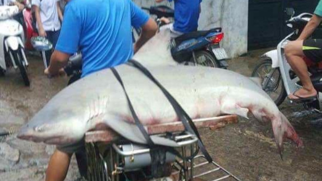 Bắt được cá mập ở vùng biển Quảng Ninh? Ảnh 2