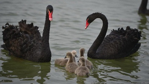 Ngồi tù vì trộm thiên nga trong công viên để chế biến bữa ăn Ảnh 2