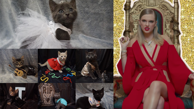 Cưng không đỡ nổi trước 'người mẫu mèo' cosplay Taylor Swift trong loạt trang phục siêu yêu Ảnh 2