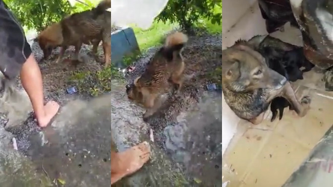 Cảm động chó mẹ hốt hoảng cào đất cứu 3 con kẹt trong hang ngập nước Ảnh 2