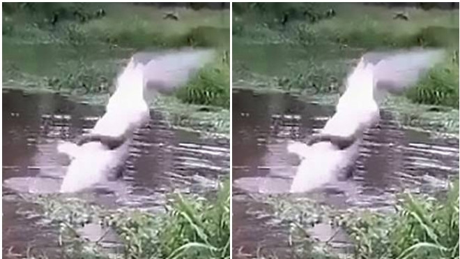 Ném chó mèo xuống sông cho cá sấu ăn sống ở Colombia Ảnh 2