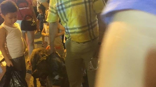 Xôn xao clip người đàn ông thả rông chó ở phố Hàng Mã khiến trẻ em khiếp sợ Ảnh 2