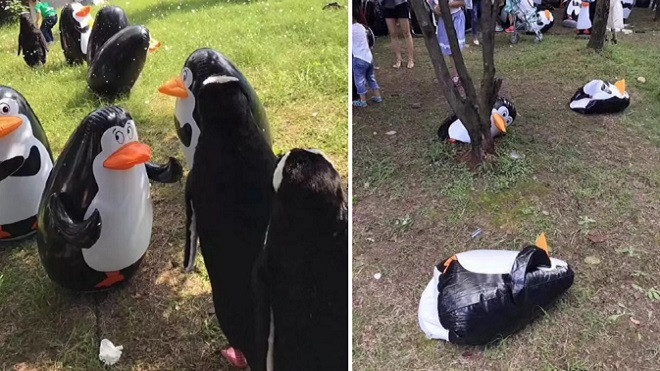 Kéo đến công viên để được ngắm chim cánh cụt thật, nào ngờ chỉ thấy chim nhựa Ảnh 2