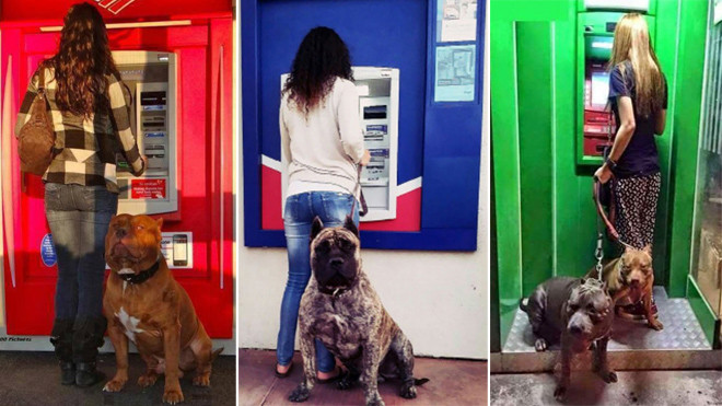 Bật cười trước kiểu 'tỏ vẻ nguy hiểm' của lũ chó khi canh gác cho chủ rút tiền Ảnh 2