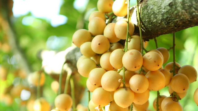 Mê mẩn những đặc sản ngon không cưỡng nổi ở Bình Dương Ảnh 2