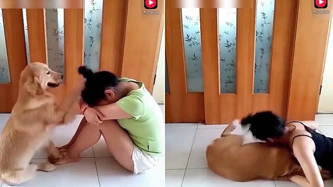 Clip siêu cấp đáng yêu này sẽ khiến bạn muốn nuôi ngay một em chó! Ảnh 2