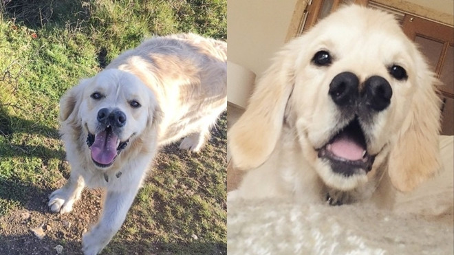 Chú chó 2 mũi 'kì dị' nhưng đáng yêu hết nấc Ảnh 2