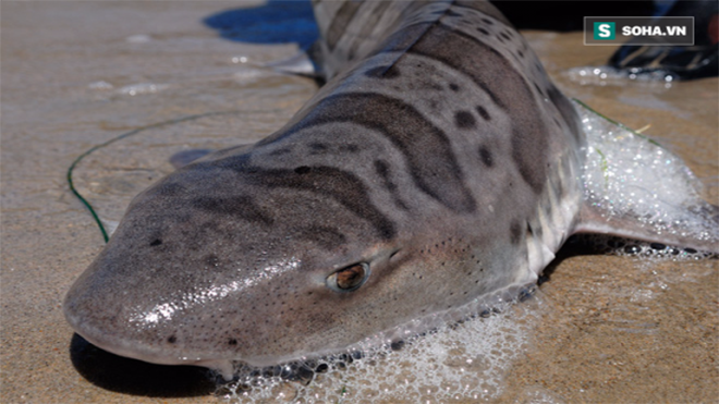 2000 con cá mập 'chết tập thể' trôi dạt vào bờ: Khoa học tìm ra nguyên nhân đáng sợ Ảnh 2