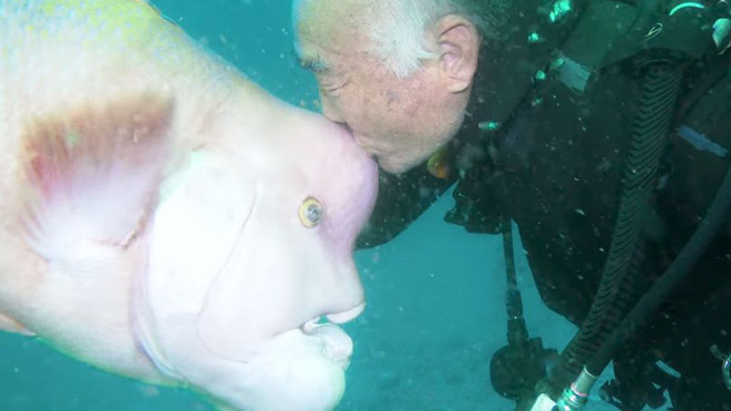 Suốt 30 năm, người thợ lặn già vẫn đều đặn về đại dương thăm 'nàng' cá xấu xí Ảnh 2