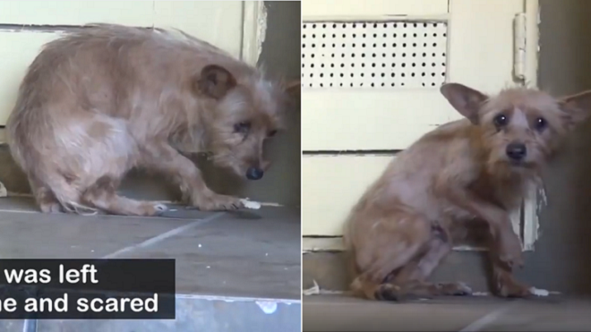 Chú chó này đã bị tổn thương quá lâu rồi, cho đến khi tổ chức giải cứu xuất hiện Ảnh 2