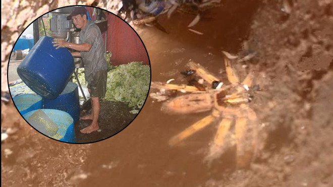 Mắm tôm có giòi, bắp cải làm từ 'rác' và lợn tiêm thuốc an thần…. người dân ăn gì? Ảnh 2