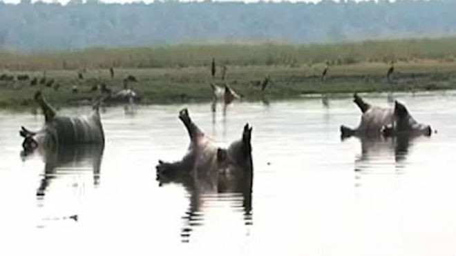 Hàng trăm con hà mã chết trương phình nổi trên mặt nước, nghi do dịch bệnh Ảnh 2