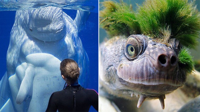 Phát sốt với bộ sưu tập 'quái vật biển sâu', một số loài chưa được khoa học đặt tên Ảnh 2
