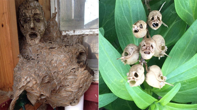 Những hình ảnh kinh dị của 'mẹ thiên nhiên', chỉ nhìn thôi cũng đủ ám ảnh cả đời Ảnh 2