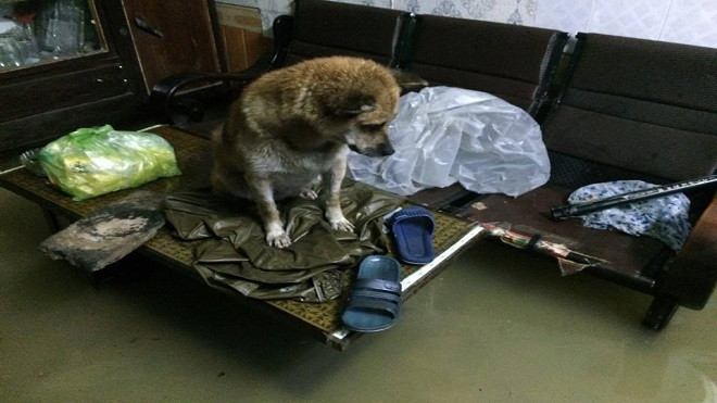 Hình ảnh nước ngập kinh hoàng do mưa lũ từ miền Bắc đến miền Trung Ảnh 2