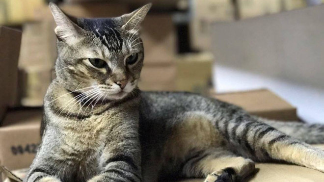Trong vòng 24 giờ, gần 70.000 người ký đơn giải cứu chú mèo bị 'tạm giam' Ảnh 2