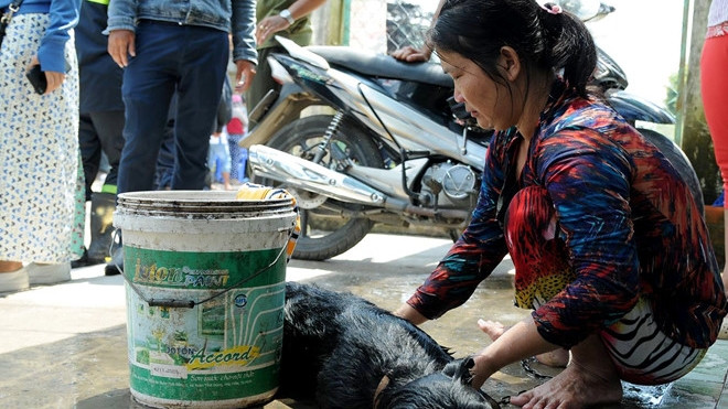 Ám ảnh cảnh người ói ra máu, vật nuôi chết sạch khi rò rỉ khí amoniac Ảnh 2