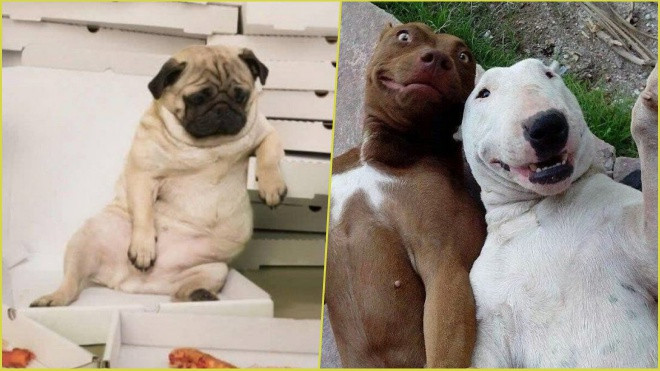 Đừng nhìn, bạn sẽ 'phải lòng' các chú cún đáng yêu ngay lập tức Ảnh 2