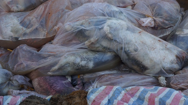 Tiến hành tiêu hủy 6.000 con lợn chết trong nước lũ Ảnh 2