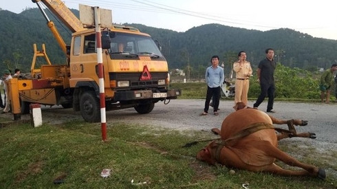 Tông chết bò đang gặm cỏ bên đường, tài xế phải đền 38 triệu đồng Ảnh 2