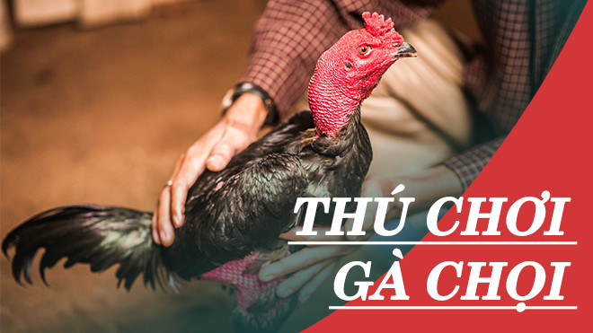 Người đàn ông 50 năm chơi gà chọi: 'Có chiến kê đáng giá vài chục triệu, tôi chỉ cho chứ không bán' Ảnh 2