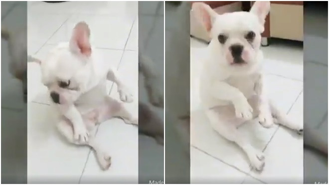 Chó Bull Pháp gây sốt với khả năng 'quẩy' cực siêu nhạc Sơn Tùng M-TP remix Ảnh 2